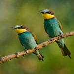 European Bee-eater