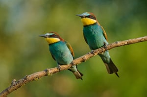 European Bee-eater