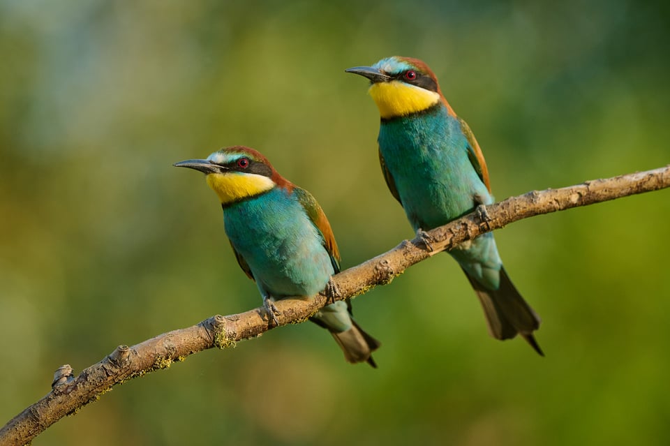 European Bee-eater