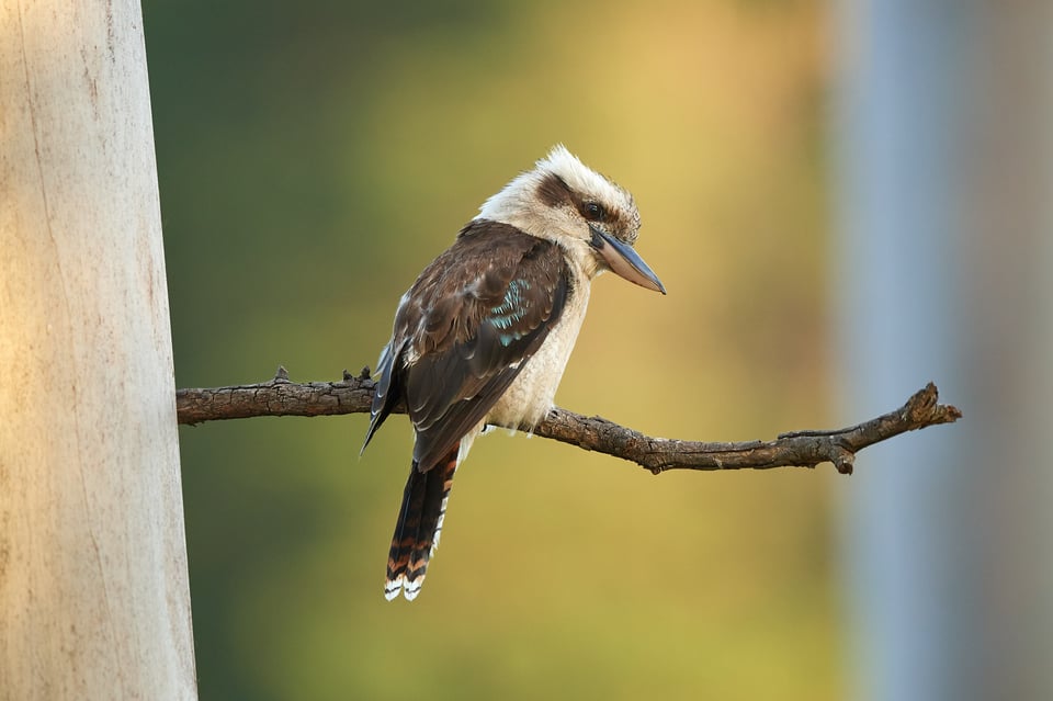 kookaburra_D500