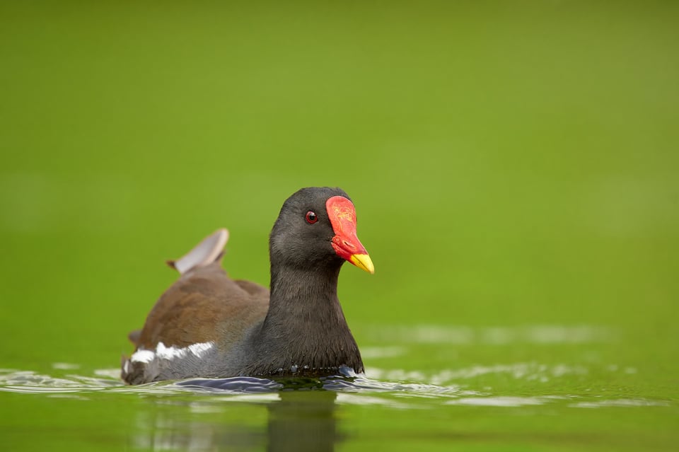 Common moorhen