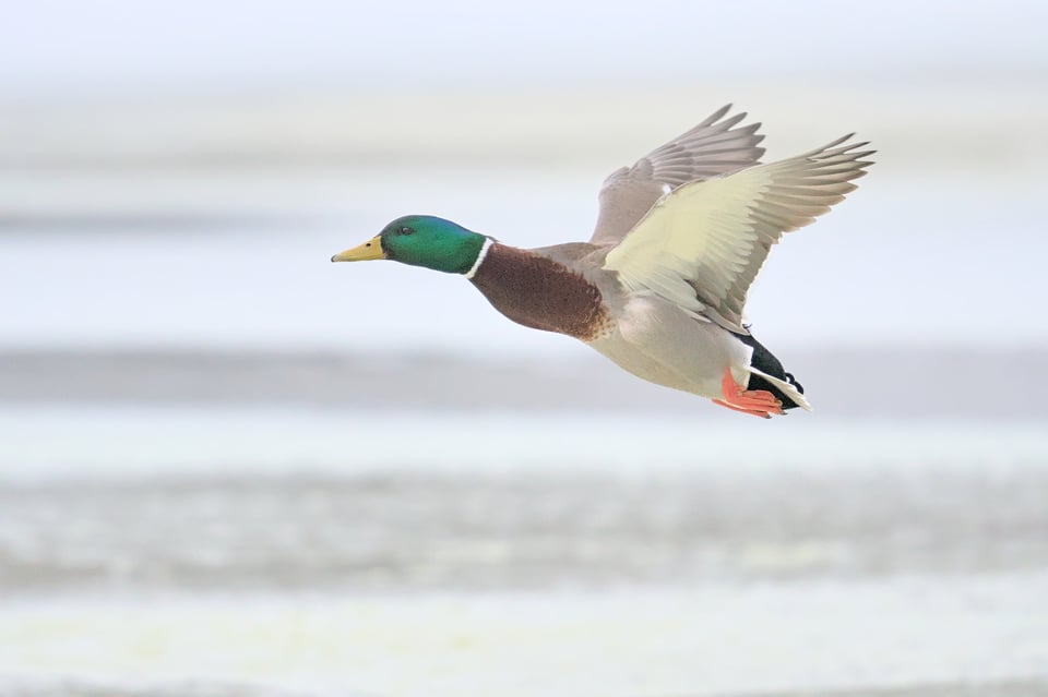 Mallard_Flying_Winter