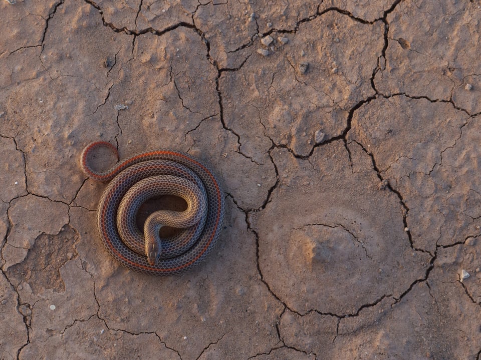 Snake in cracked mud and artistic photo of a snake variable groundsnake