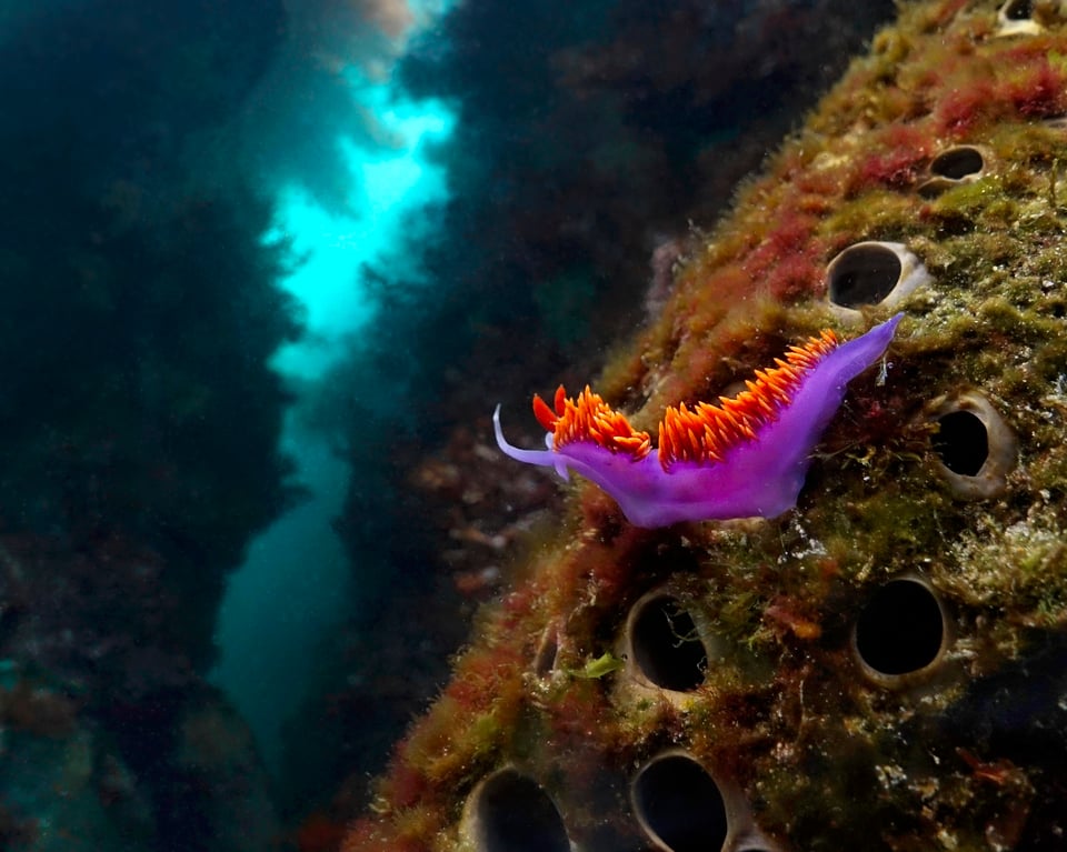 Spanish Shawl Nudibranch photo taken by Nicholas Hess california underwater photography