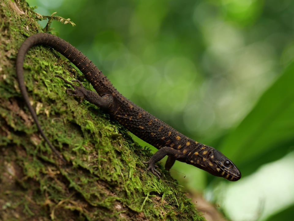 Tropical Night Lizard Textbook shot I photographed in Costa Rica doing herp photography