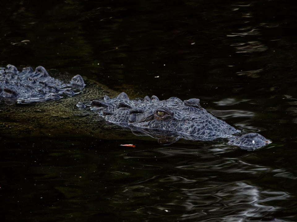 american crocodile bad composition