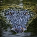 expressive head on photo of american crocodile