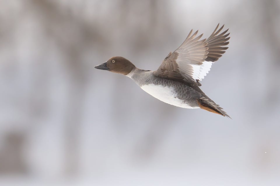 Common_Goldeneye_flying_jpolak