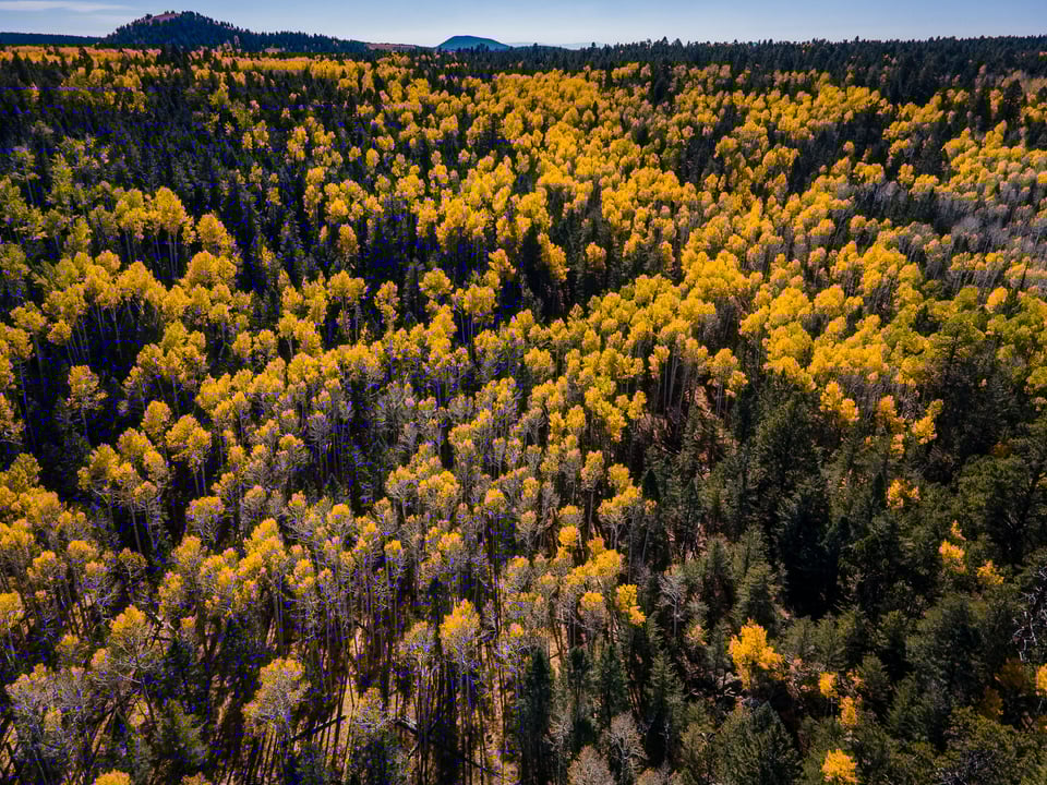 Fall Drone