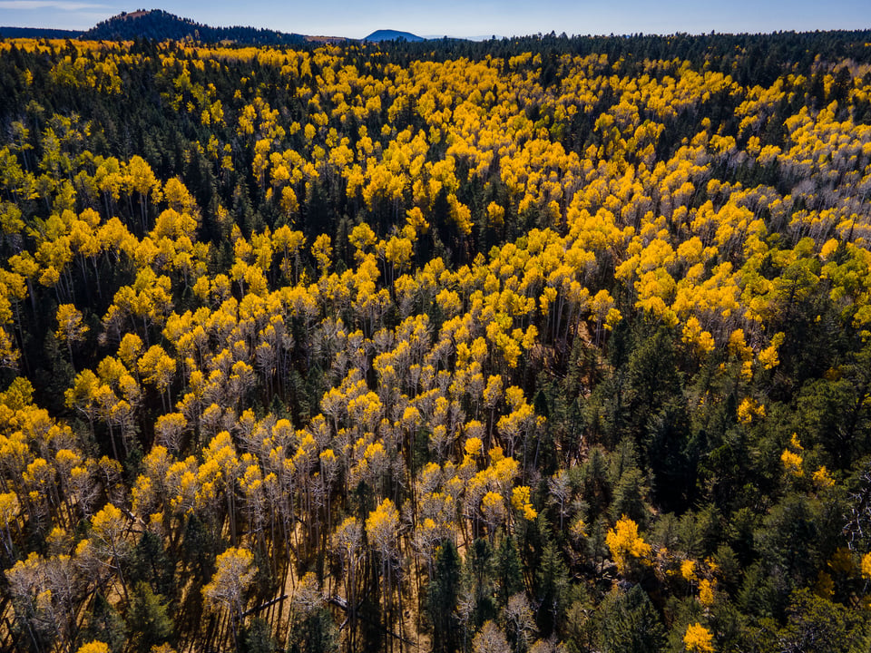 Fall Drone