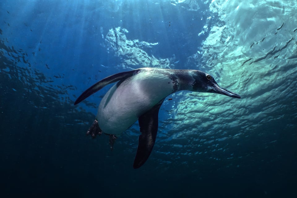 Galapagos Penguin swim very fast difficult underwater photography amazing wildlife encounter