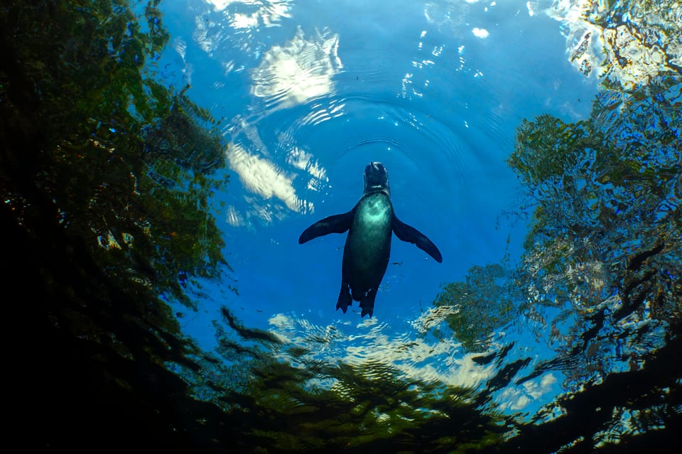 Galapagos Penguin swims above me in a mangrove forest underwater photography