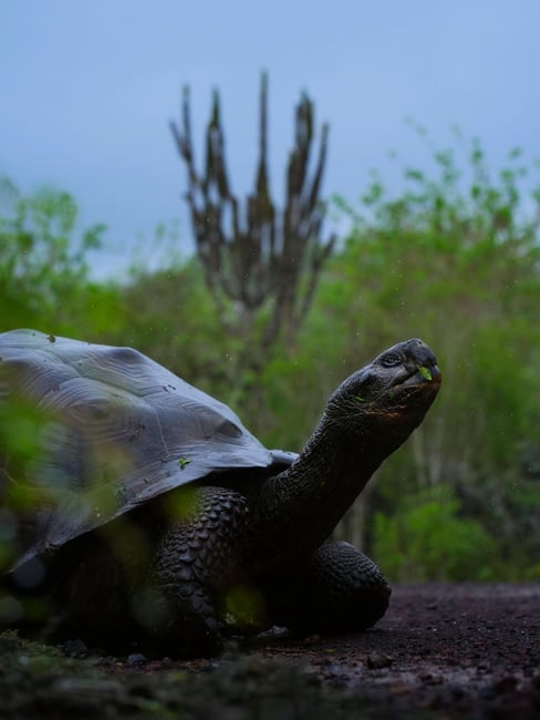 Galapagos Tortoise in the rain