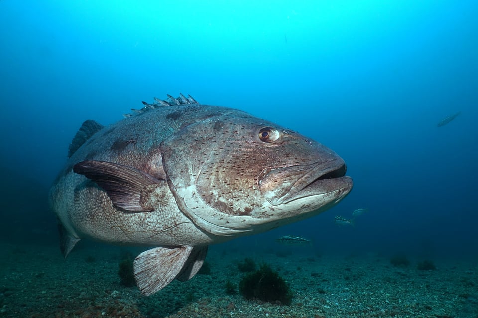 Giant Black Sea Bass photographed underwater at San Clemente Island California Channel Islands National Park While Scuba Diving