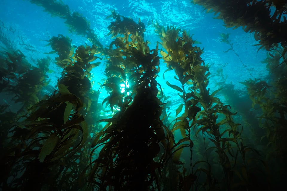 Giant Kelp Forest of California underwater photo