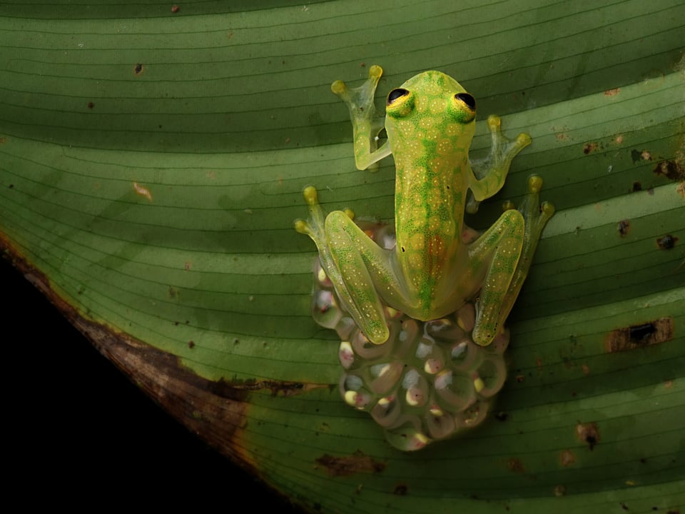 Glass frog guarding eggs