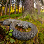 Grass snake