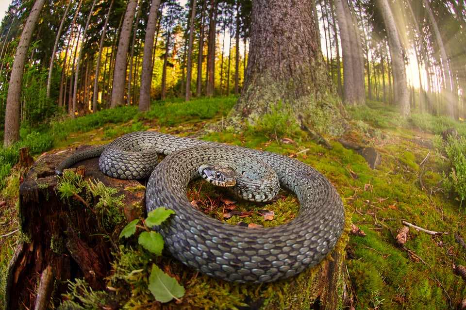 Grass snake