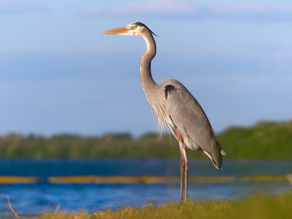 Great blue heron from eye level fold out LCD Monitor helps micro four thirds photography