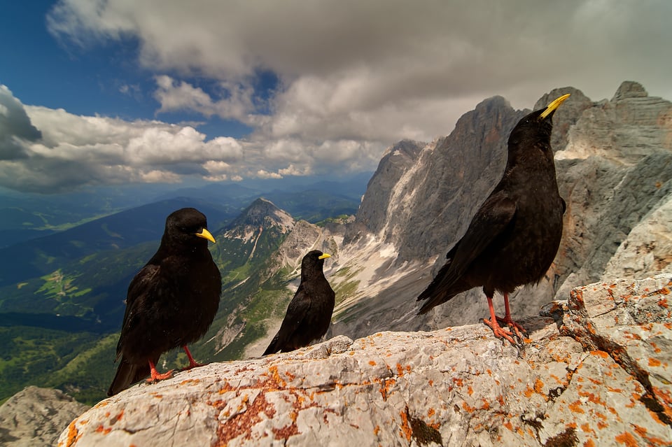 Alpine Chough_02