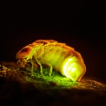 common glow-worm