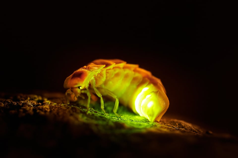 common glow-worm