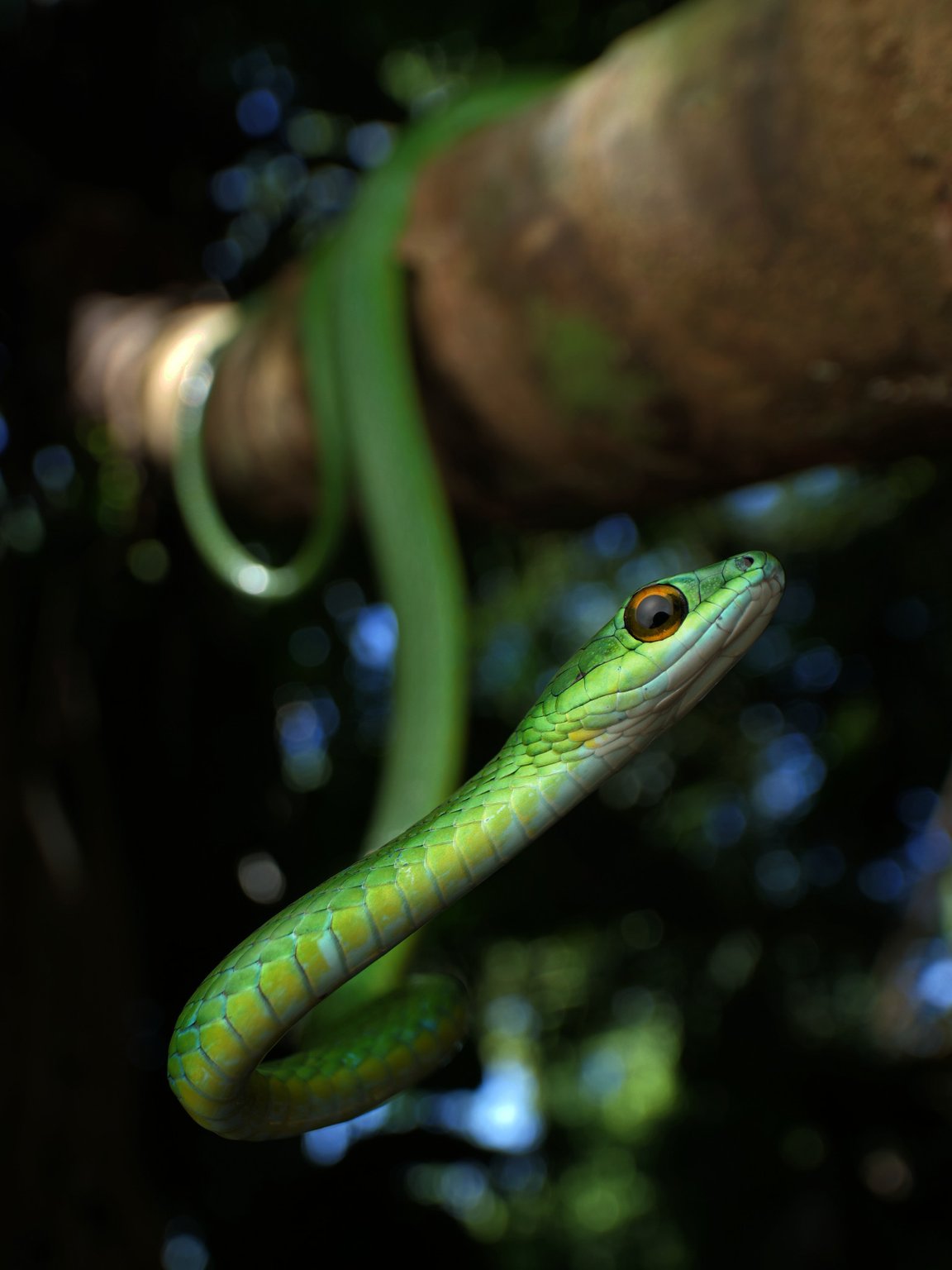 Parrot snake photo taken with laowa 15mm and a lens adapter