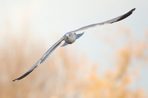 Ring_billed_gull_Flying_jpolak