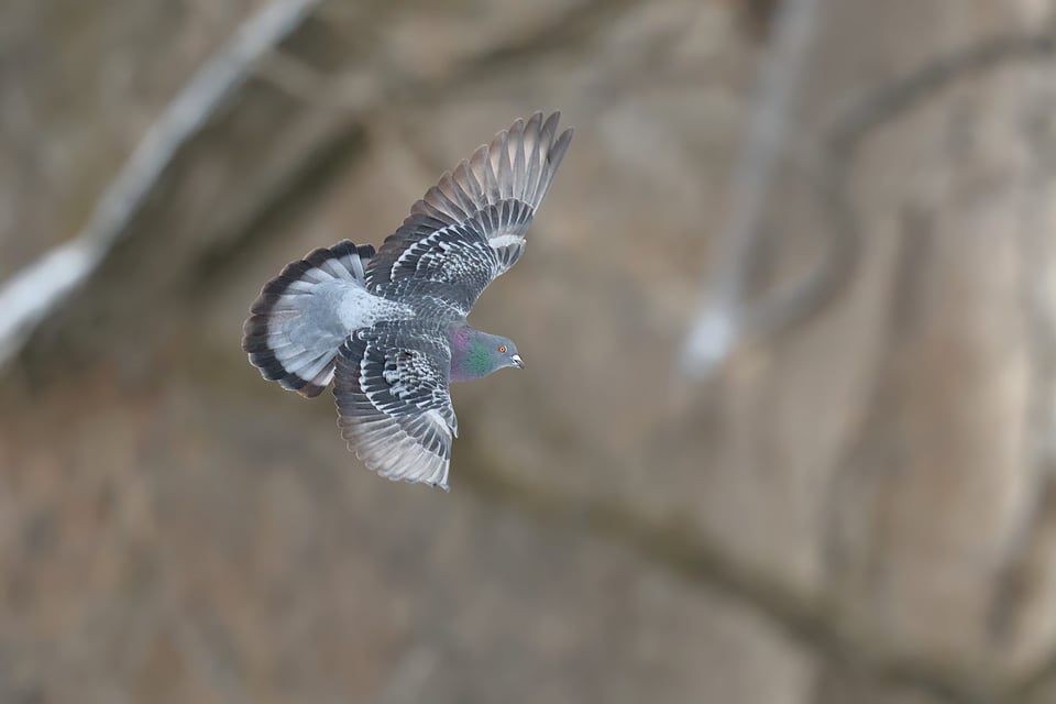 Rock_Dove_Flying_Down_jpolak