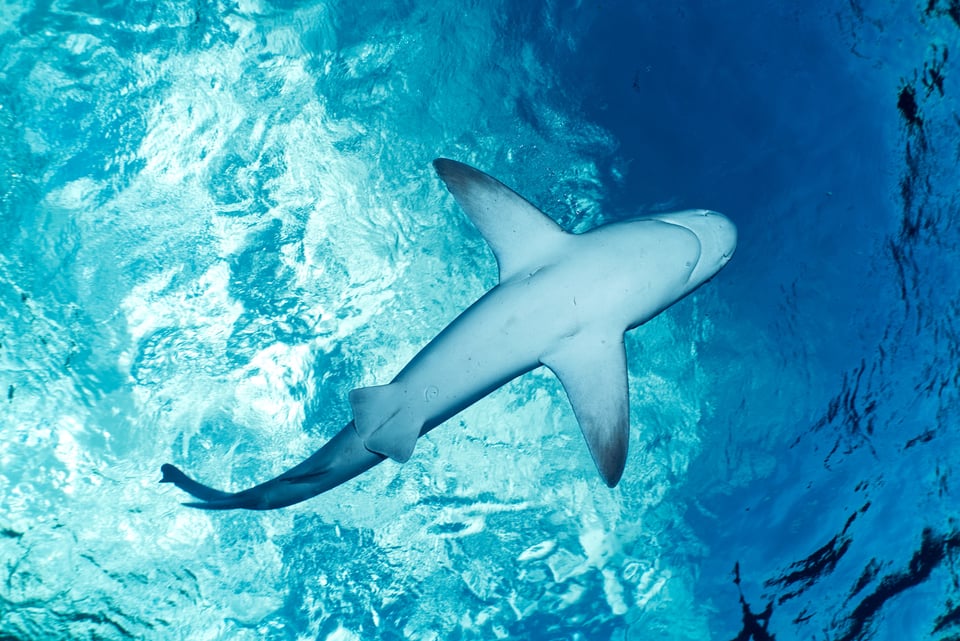 Swimming with sharks underwater photography