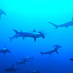 Underwater photo of sharks Nicholas Hess