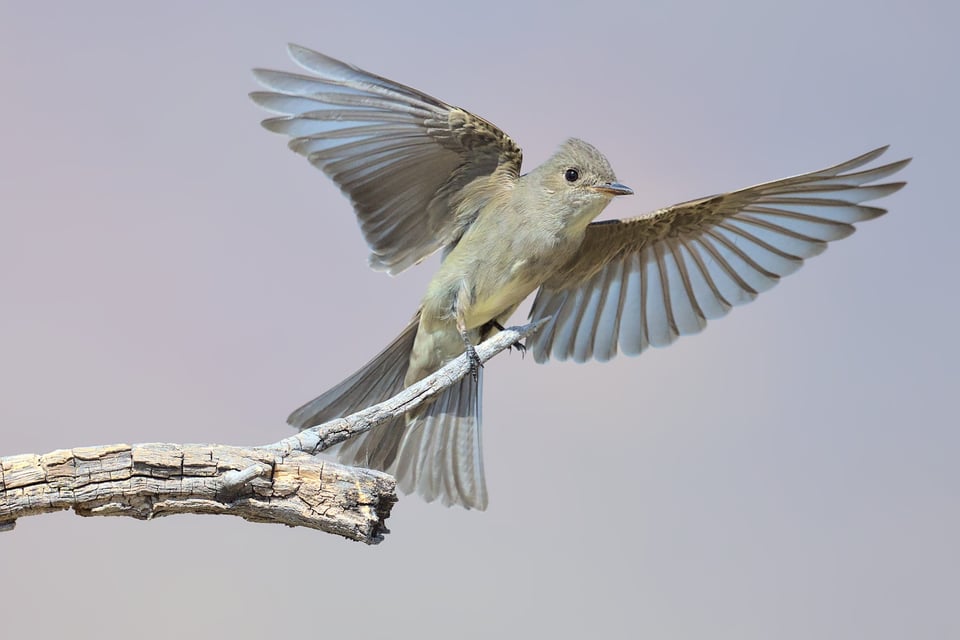 Western_Wood_Pewee_Landing_jpolak