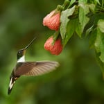 collared inca