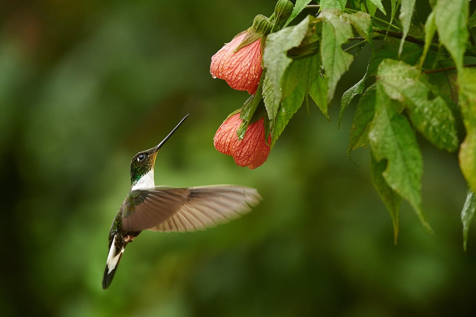 collared inca