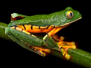 macro photo of a splendid leaf frog a species of treefrog
