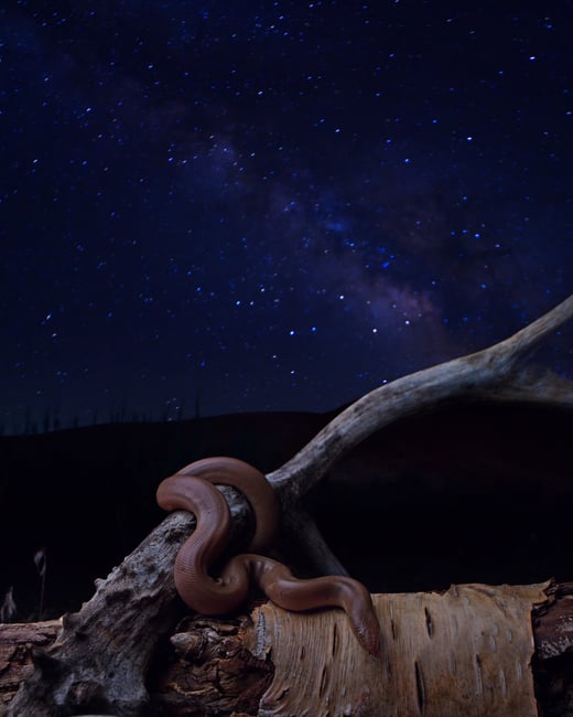 rubber boa and the milkyway double exposure