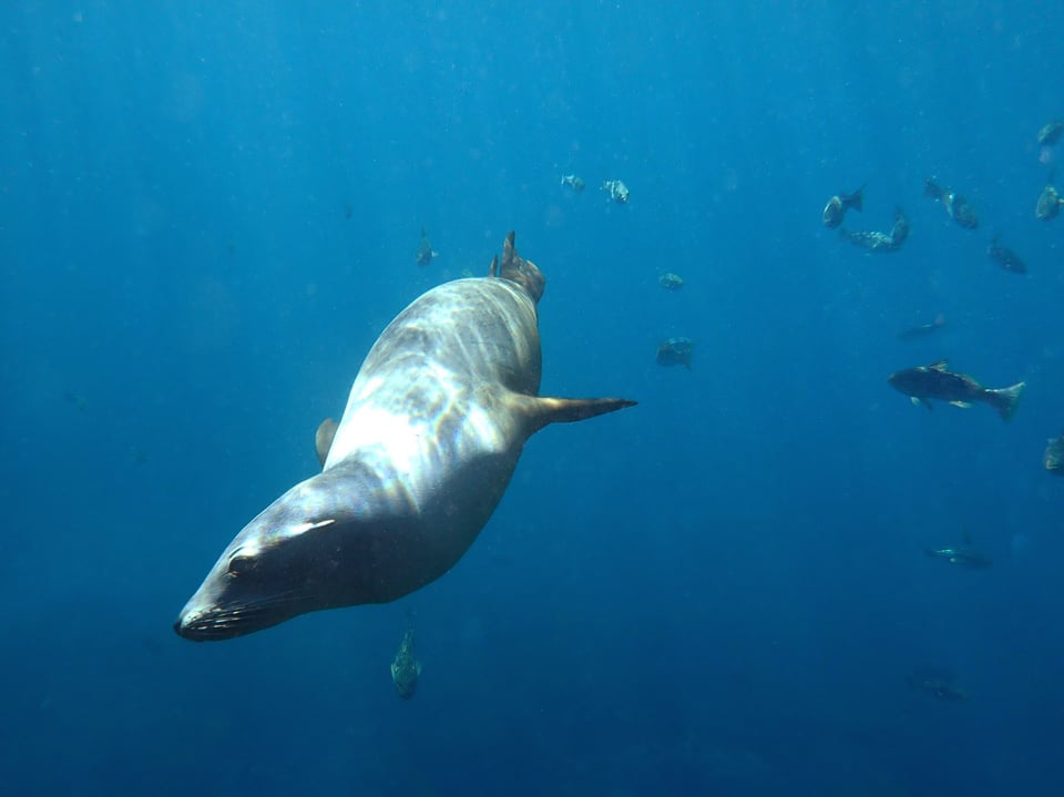 A sea lion photo taken affordably with an olympus tg-3