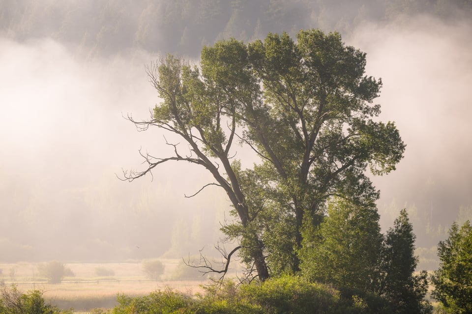 Backlit Tree with Fog and Mist at Sunrise