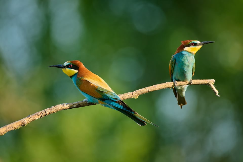 Bee-eater_Z9_01