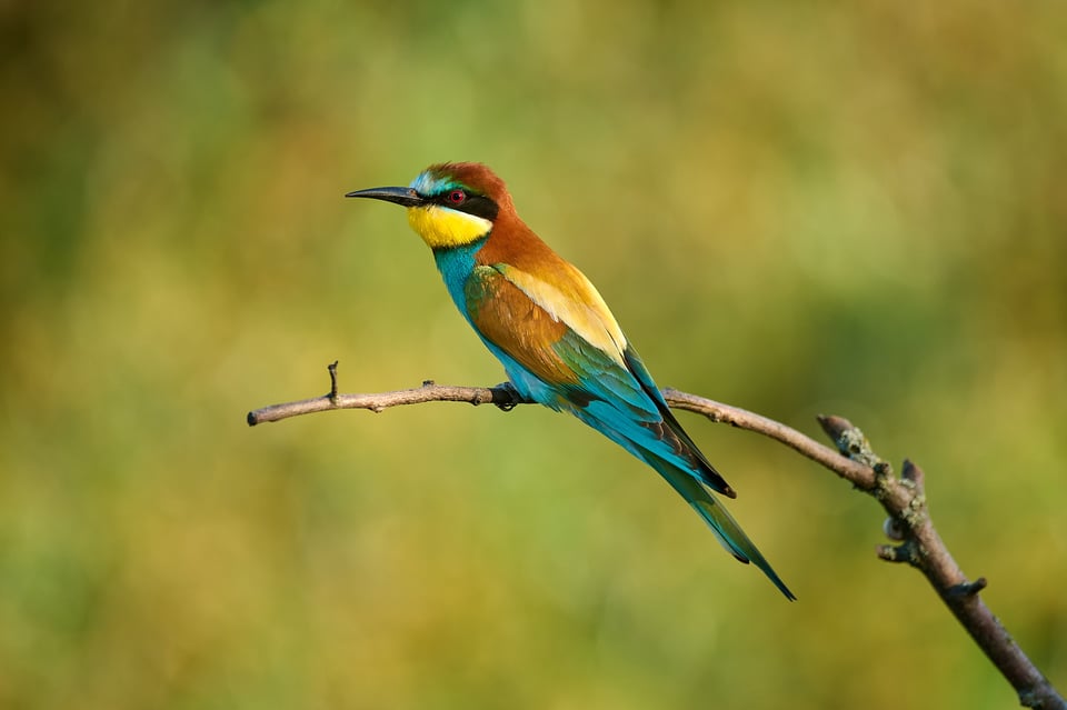 Bee-eater_Z9_02