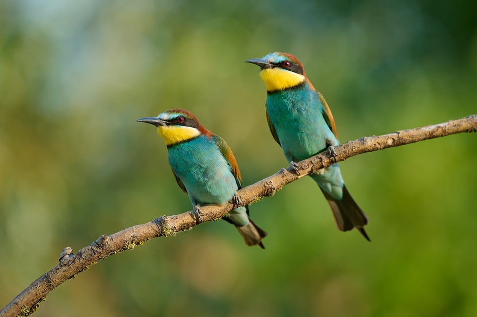 Bee-eater_Z9_03