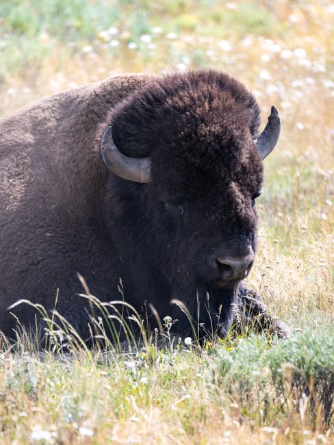 Bison Portrait Nikon Z9