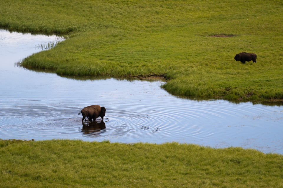 Bison in the river in Yellowstone National Park