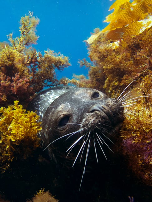 Cheap underwater photography with the olympus tg-4 waterproof camera showing a playful seal