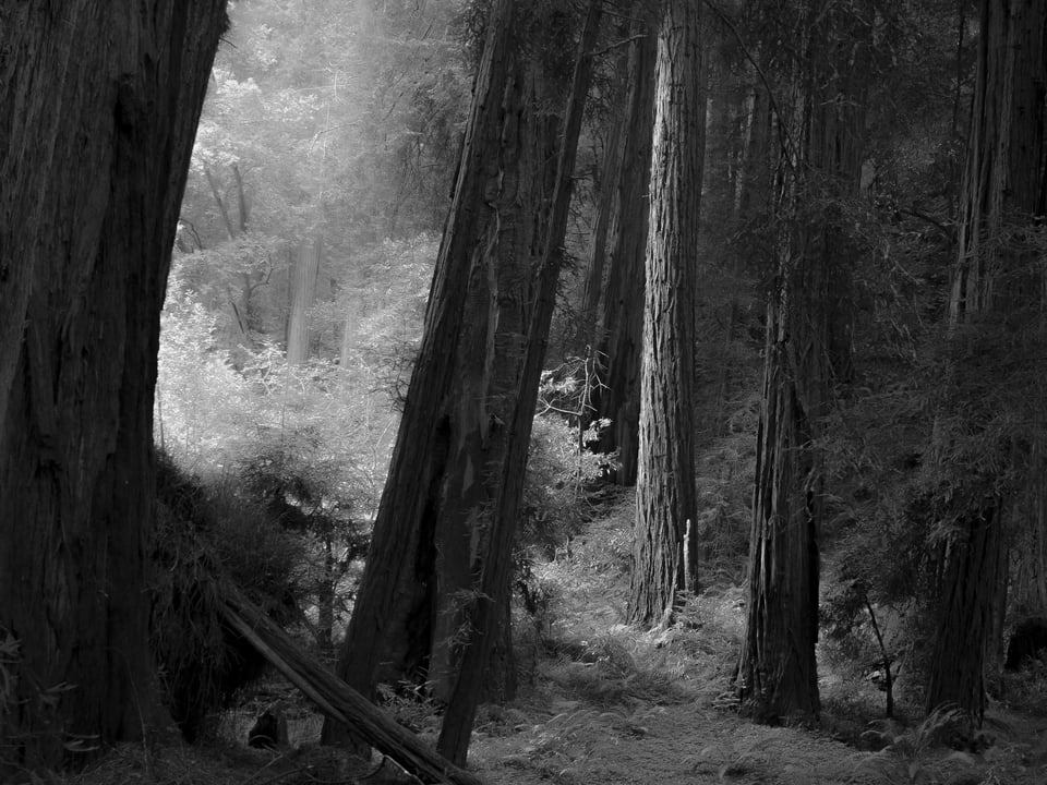 Chiaroscuro in Muir Woods Photo