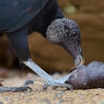 Black Vulture