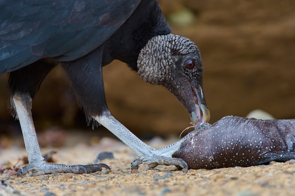 Black Vulture