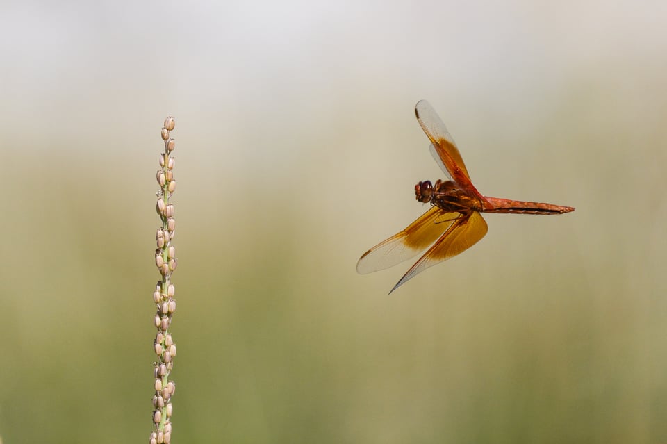 Dragonfly taken with Nikon Z9 pre-releast burst 1