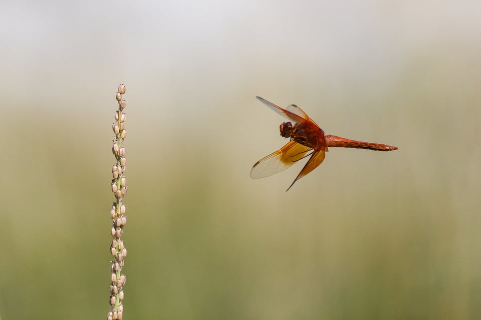 Dragonfly taken with Nikon Z9 pre-releast burst 2