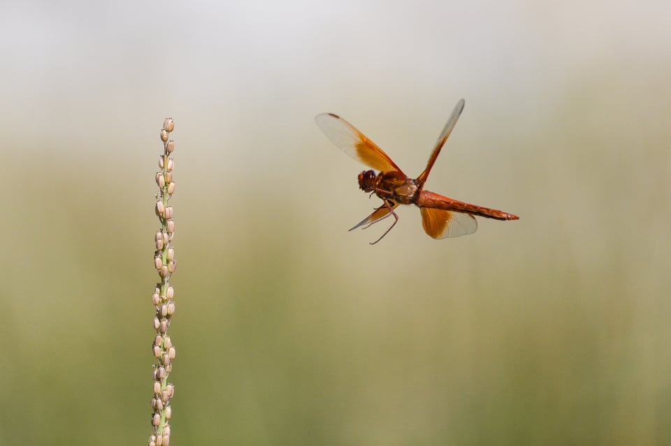 Dragonfly taken with Nikon Z9 pre-releast burst 3